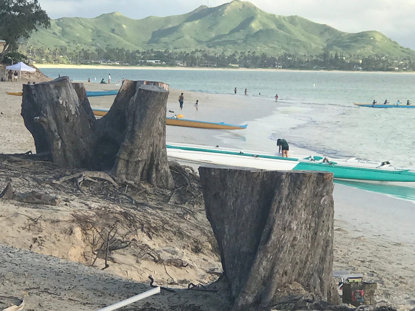 OG Kailua Beach Coastal Erosion Ironwood Stump Stool 23.21.10