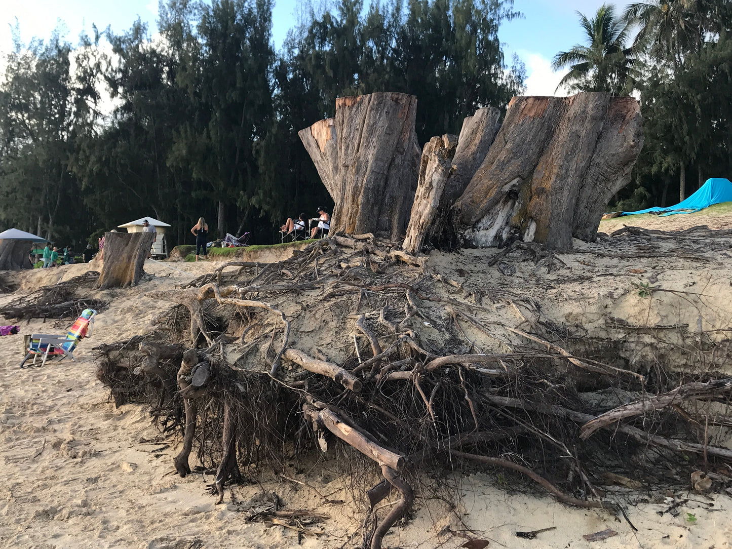 OG Kailua Beach Coastal Erosion Ironwood Stump Stool 22.18.10