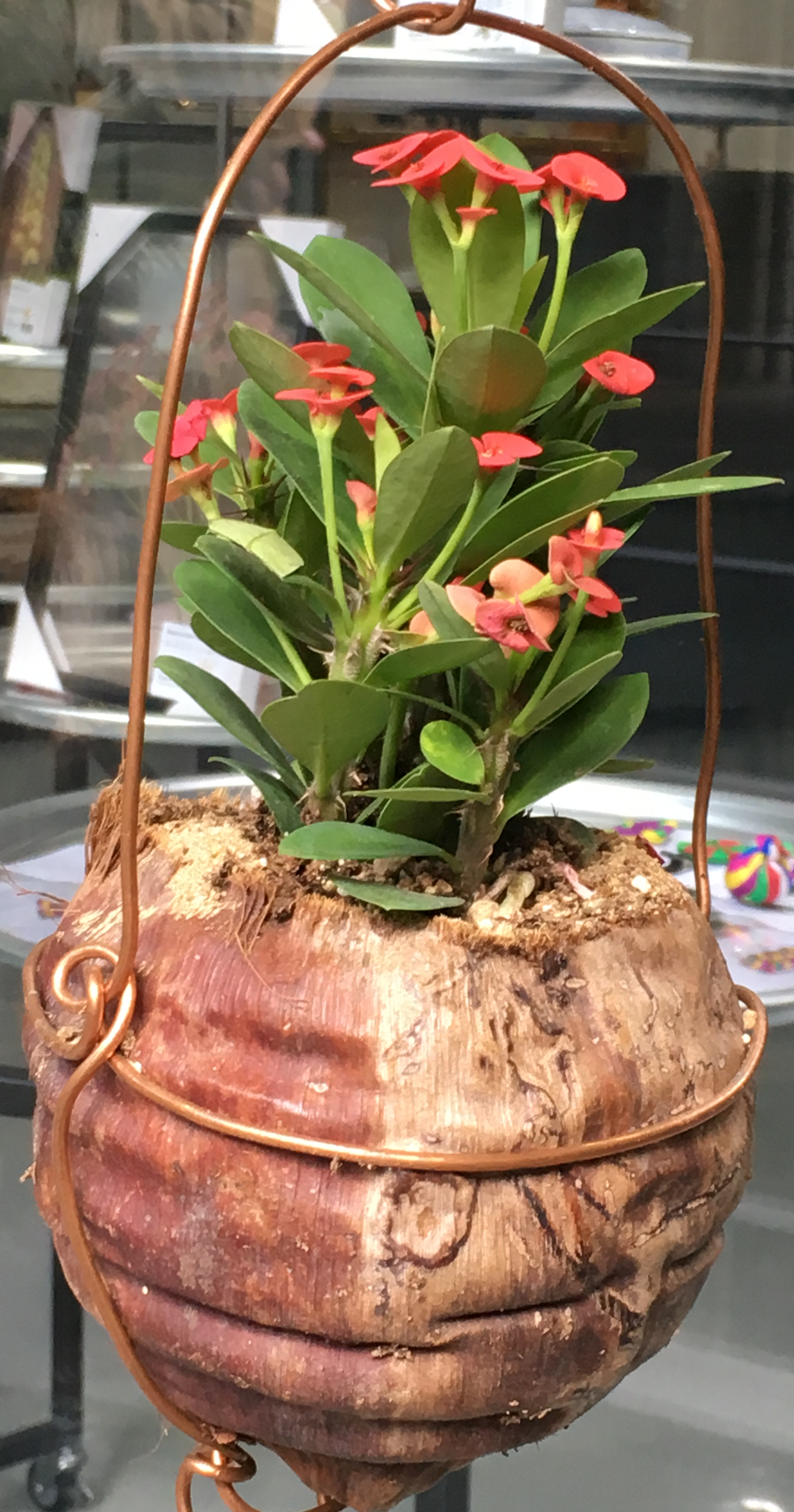 coconut husk hanging planter CocoHanger Hanging coconut husk planter pots – B.C. FRaME